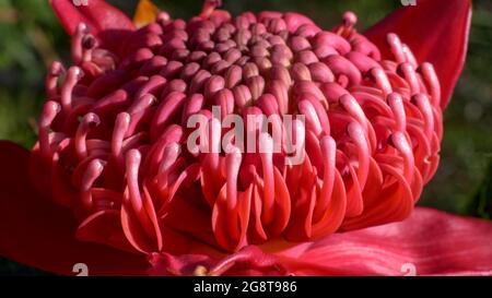 Extreme Nahaufnahme einer NSW-Waratah-Blüte Stockfoto