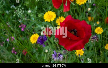 Im Naturschutzgebiet Pinn Meadows, Eastcote UK, wachsen im Gras eine Vielzahl von bunten Wildblumen, darunter gelbe Maismohnblumen und rote Mohnblumen Stockfoto