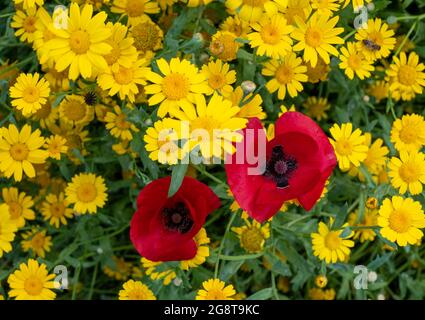 Im Naturschutzgebiet Pinn Meadows, Eastcote UK, wachsen im Gras eine Vielzahl von bunten Wildblumen, darunter gelbe Maismohnblumen und rote Mohnblumen Stockfoto