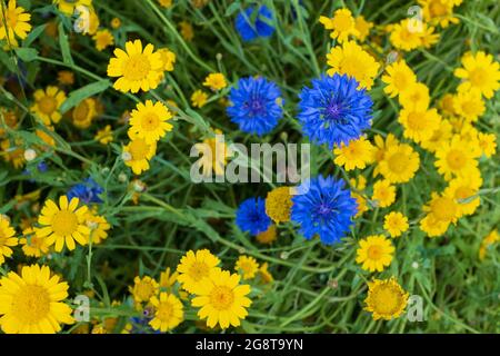 Im Naturschutzgebiet Pinn Meadows, Eastcote, Großbritannien, wächst eine Vielzahl von bunten Wildblumen, darunter Ringelblumen und blaue Kornblumen Stockfoto