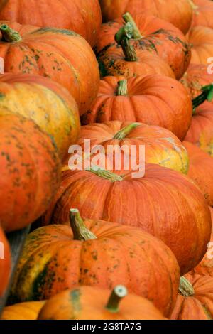 Mark, Kürbis (Cucurbita pepo), viele reife Kürbisse Stockfoto