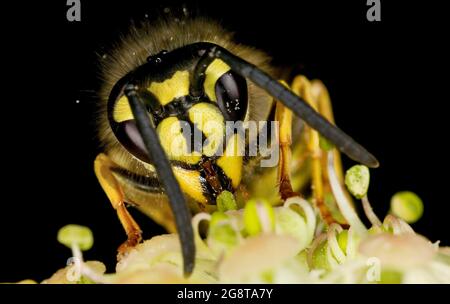 Gemeine Wespe (Vespula vulgaris, Paravespula vulgaris), auf Efeublüten, Österreich Stockfoto