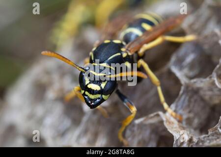 Papierwespe (Polistes nimpha, Polistes opinabilis), auf seinem Nest, Deutschland Stockfoto