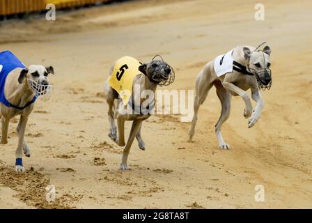 Greyhound (Canis lupus f. familiaris), drei Windhunde beim Windhundrennen in Deutschland Stockfoto