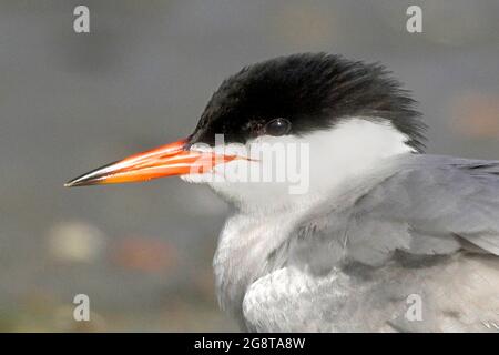 Seeschwalbe (Sterna hirundo), Porträt, Europa Stockfoto