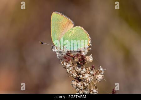 Grüner Haarstreifen (Callophrys rubi), Weibchen auf einem getrockneten Blütenstand sitzend, Deutschland, Bayern, Schönramer Moor Stockfoto