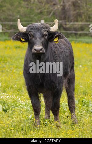 Asiatische Wasserbüffel, Anoas (Bubalus spec.), junges Tier auf der Weide, Deutschland, Bayern Stockfoto