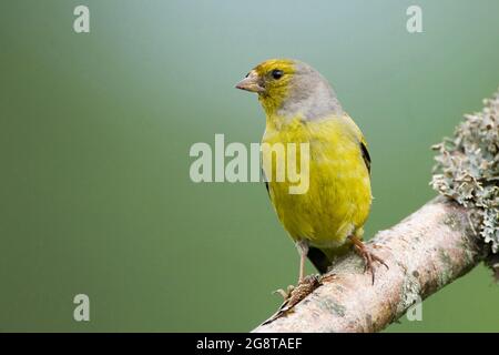 citril-Finke (Carduelis citrinella, Serinus citrinella), auf einem Ast, Europa Stockfoto