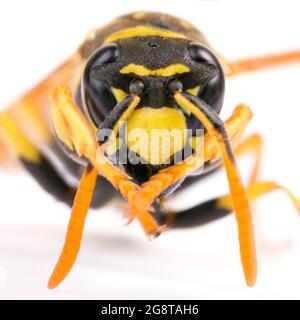 Papierwespe (Polistes gallica, Polistes dominula), Porträt, Ausschnitt, Österreich Stockfoto