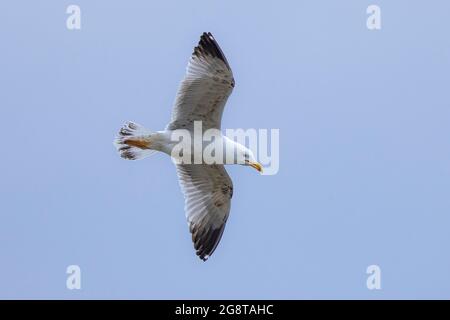Gelbbeiner Möwe (Larus michahellis, Larus cachinnans michahellis), im dritten Winter, fliegend, Deutschland, Bayern Stockfoto