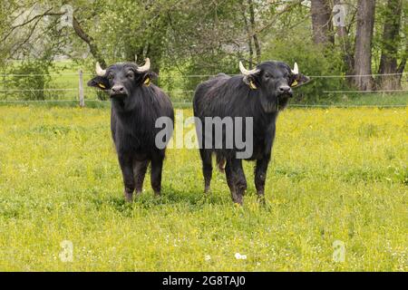 Asiatische Wasserbüffel, Anoas (Bubalus spec.), zwei Jungtiere, die auf der Weide zusammenstehen, Deutschland, Bayern Stockfoto