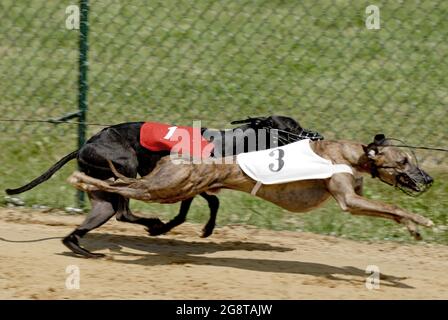 Greyhound (Canis lupus f. familiaris), zwei Windhunde beim Windhundrennen in Deutschland Stockfoto