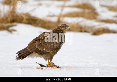 Eurasischer Bussard (Buteo buteo), mit Beute im Schnee, Norwegen Stockfoto