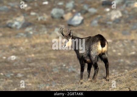 Gämsen (Rupicapra rupicapra), steht auf felsigen Hang, Schweiz Stockfoto