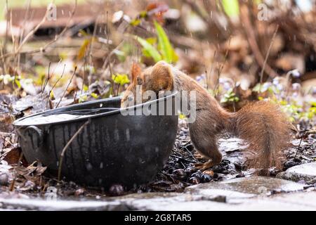 Europäisches rotes Eichhörnchen, eurasisches rotes Eichhörnchen (Sciurus vulgaris), trinken aus einer alten Schüssel im Garten, Deutschland, Bayern Stockfoto