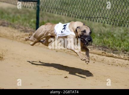 Greyhound (Canis lupus f. familiaris), beim Windhundrennen, Deutschland Stockfoto