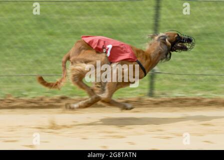 Greyhound (Canis lupus f. familiaris), beim Windhundrennen, Deutschland Stockfoto