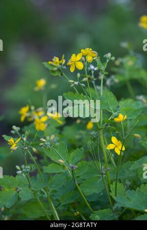 Schöllkraut (Chelidonium Majus), blühen, Deutschland Stockfoto