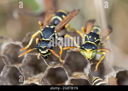 Papierwespe (Polistes nimpha, Polistes opinabilis), Weibchen und Männchen am Nest, Deutschland Stockfoto