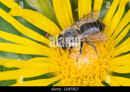 Silberblatt-Cutter Bee (Megachile spec.), zu Besuch bei einer Elecampane Blume, Deutschland Stockfoto