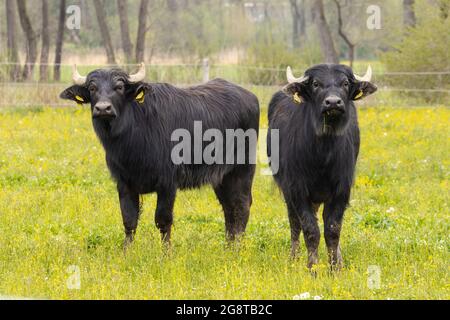 Asiatische Wasserbüffel, Anoas (Bubalus spec.), zwei Jungtiere, die auf der Weide zusammenstehen, Deutschland, Bayern Stockfoto