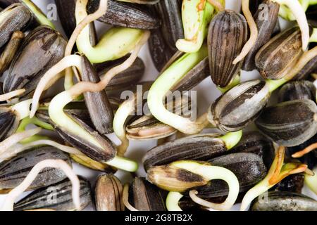 Gewöhnliche Sonnenblume (Helianthus annuus), Sonnenblumenkeimlinge Stockfoto