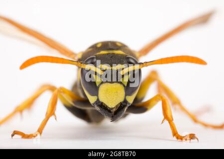 Papierwespe (Polistes gallica, Polistes dominula), Porträt, Ausschnitt, Österreich Stockfoto