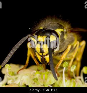 Gemeine Wespe (Vespula vulgaris, Paravespula vulgaris), auf Efeublüten, Österreich Stockfoto