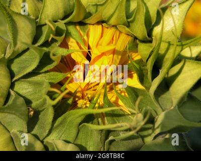 Gewöhnliche Sonnenblume (Helianthus annuus), Blütenstand in Knospe mit sich öffnenden Blüten Stockfoto