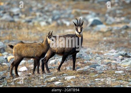 Gämsen (Rupicapra rupicapra), Weibchen und Jungtiere auf einem felsigen Hang, Schweiz Stockfoto