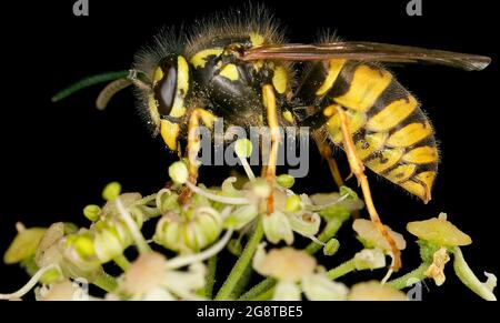 Gemeine Wespe (Vespula vulgaris, Paravespula vulgaris), auf Efeublüten, Österreich Stockfoto