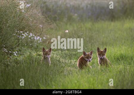 Rotfuchs (Vulpes vulpes), drei Fuchsjungen sitzen auf einer Wiese, Deutschland, Baden-Württemberg Stockfoto