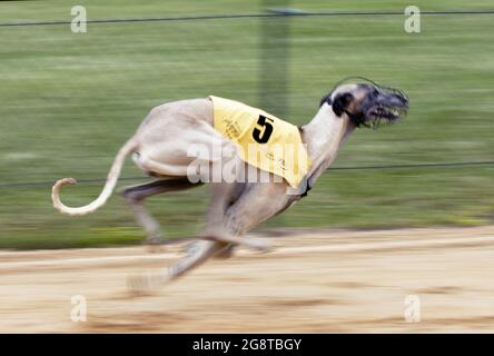 Greyhound (Canis lupus f. familiaris), beim Windhundrennen, Deutschland Stockfoto