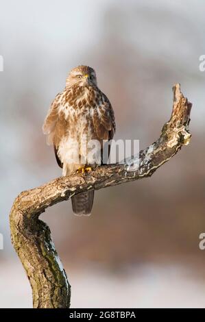 Eurasischer Bussard (Buteo buteo), auf einem toten Ast, Vorderansicht, Norwegen Stockfoto