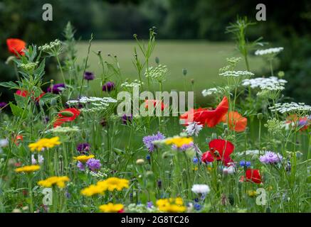 Im Naturschutzgebiet Pinn Meadows, Eastcote UK, wachsen im Gras eine Vielzahl von bunten Wildblumen, darunter gelbe Maismohnblumen und rote Mohnblumen Stockfoto