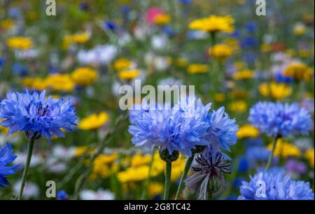 Im Naturschutzgebiet Pinn Meadows, Eastcote, Großbritannien, wächst eine Vielzahl von bunten Wildblumen, darunter Ringelblumen und blaue Kornblumen Stockfoto