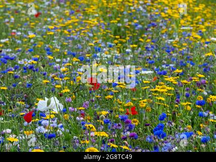 Im Naturschutzgebiet Pinn Meadows, Eastcote UK, wachsen im Gras eine Vielzahl von bunten Wildblumen, darunter gelbe Maismohnblumen und rote Mohnblumen Stockfoto