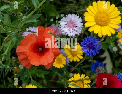 Im Naturschutzgebiet Pinn Meadows, Eastcote UK, wachsen im Gras eine Vielzahl von bunten Wildblumen, darunter gelbe Maismohnblumen und rote Mohnblumen Stockfoto