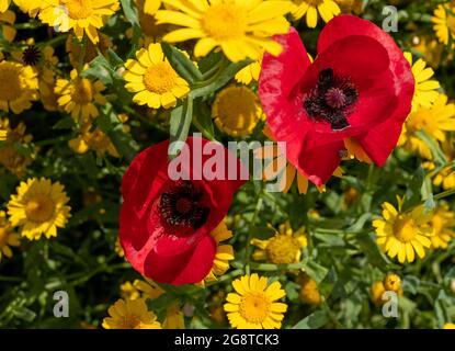 Im Naturschutzgebiet Pinn Meadows, Eastcote UK, wachsen im Gras eine Vielzahl von bunten Wildblumen, darunter gelbe Maismohnblumen und rote Mohnblumen Stockfoto