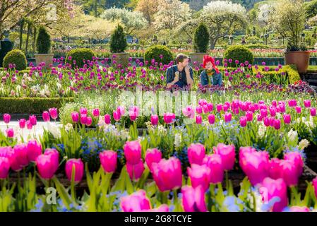 Tulpenbett, der italienische Garten, Butchart Gardens, Brentwood Bay, in der Nähe von Victoria, British Columbia, Kanada Stockfoto