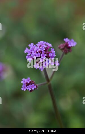 Verbena bonariensis in Blüte im Juli in einem Garten vor dunkelgrünem Hintergrund, England, Vereinigtes Königreich Stockfoto