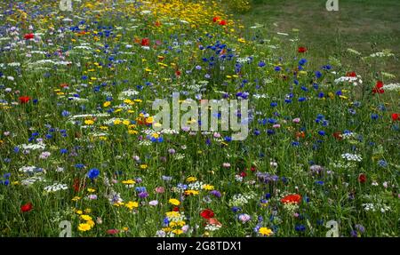 Im Naturschutzgebiet Pinn Meadows, Eastcote UK, wachsen im Gras eine Vielzahl von bunten Wildblumen, darunter gelbe Maismohnblumen und rote Mohnblumen Stockfoto