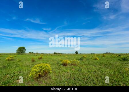 Calden, Prosopis Caldenia) in der Landschaft von Pampas, typischer Baum der Pampaebene, Provinz La Pampa, Patagonien, Argentinien. Stockfoto