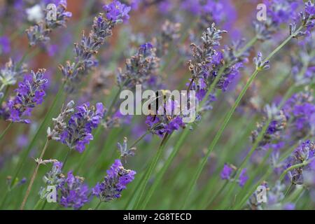 Frühe Bumblebee (Bombus pratorum) ernährt sich von Nektar aus weißem Kleeblatt Stockfoto