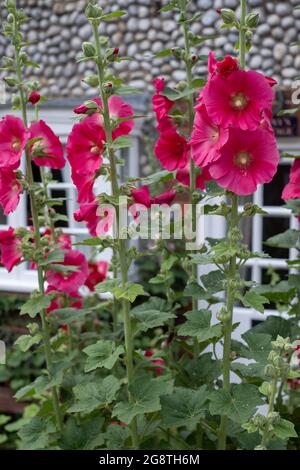 Große bunte Hollyhocks, die in Blakeney, North Norfolk, Großbritannien, wachsen. Stockfoto