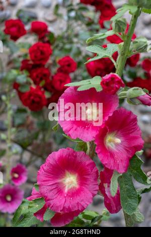 Große bunte Hollyhocks, die in Blakeney, North Norfolk, Großbritannien, wachsen. Stockfoto