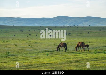 Grasland und Pferde in der Sonne. Gedreht in Xinjiang, China. Stockfoto