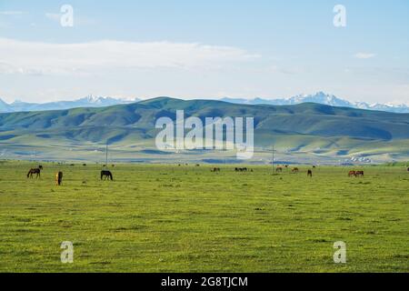 Grasland und Pferde in der Sonne. Gedreht in Xinjiang, China. Stockfoto