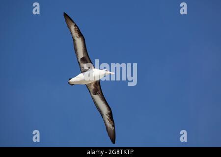 Laysan Albatross mit ausgestreckten Flügeln gleitet durch einen klaren blauen Himmel im Papahanaumokuakea Marine National Monument (Phoebastria immutabilis) Stockfoto