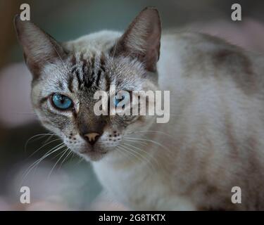 Blauäugige, gestromte Katze aus der Nähe Stockfoto